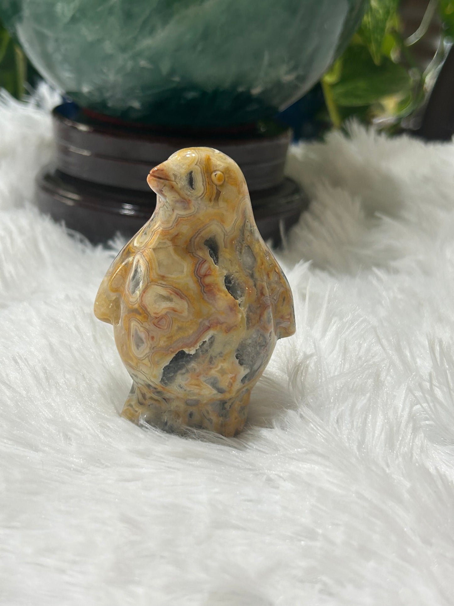 Penguin(s) - Mexican Crazy Lace Agate
