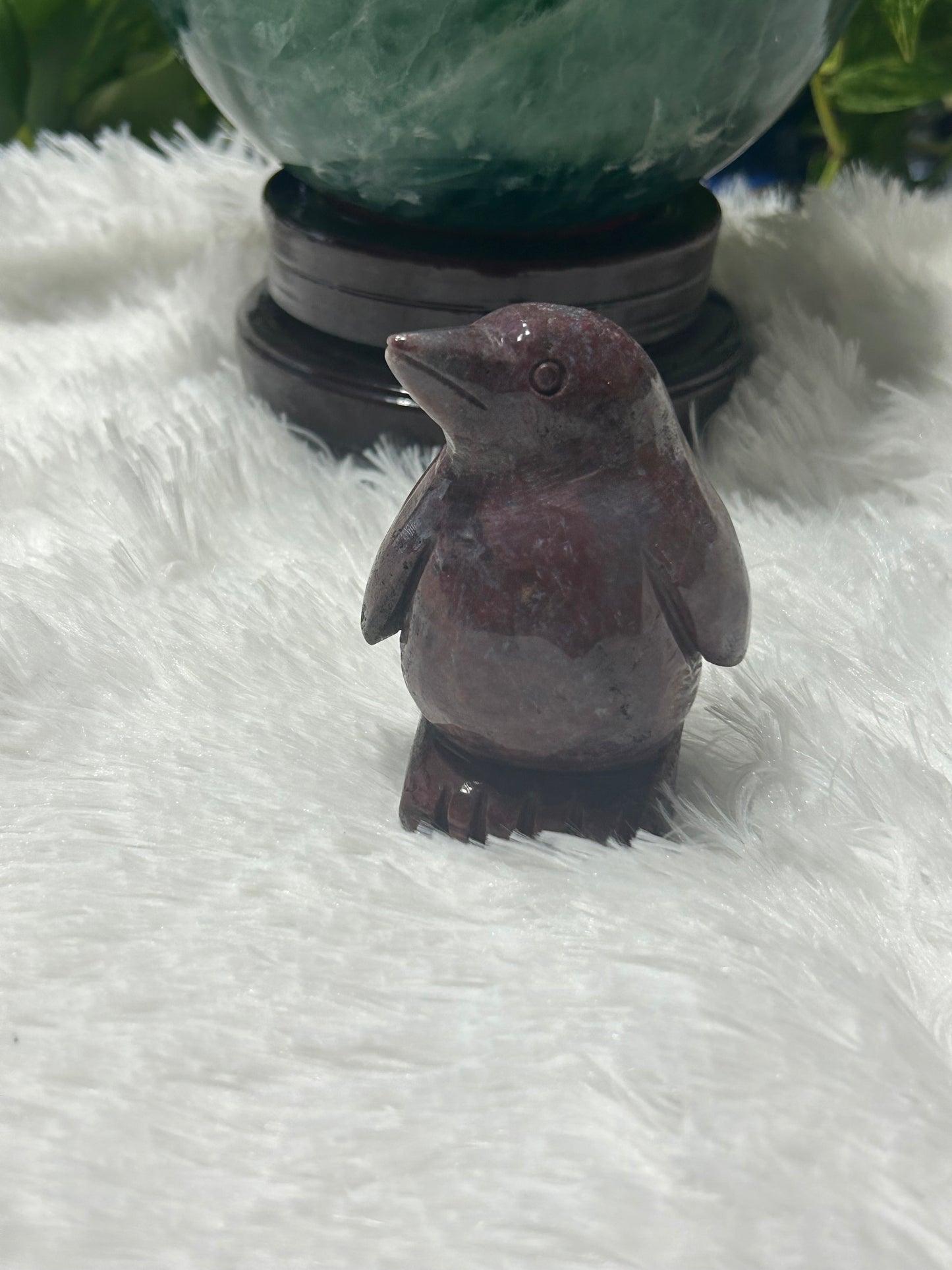 Penguin(s) - Picture Jasper