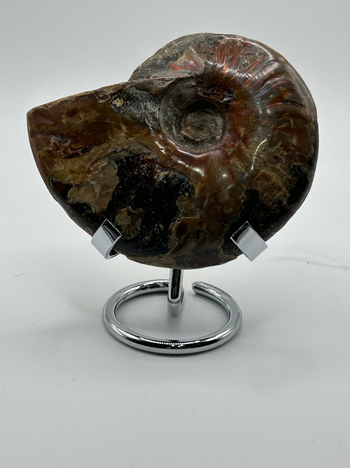 Ammonite Fossils