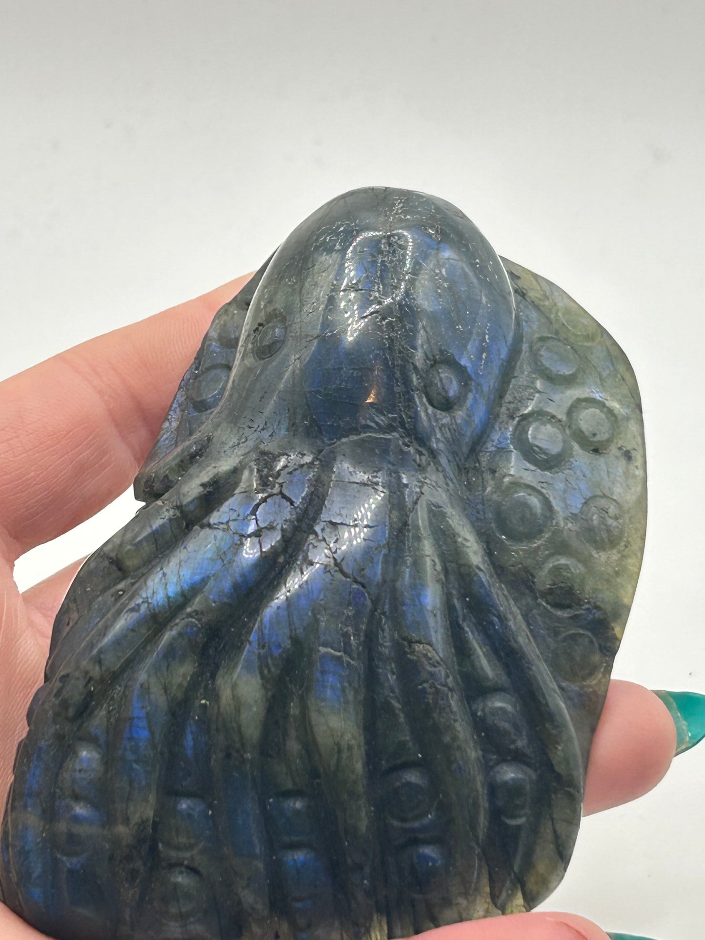 Octopus - Labradorite