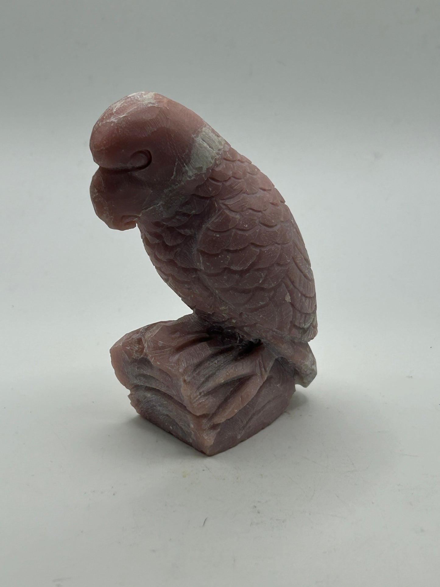 Parrot(s) - Pink Opal