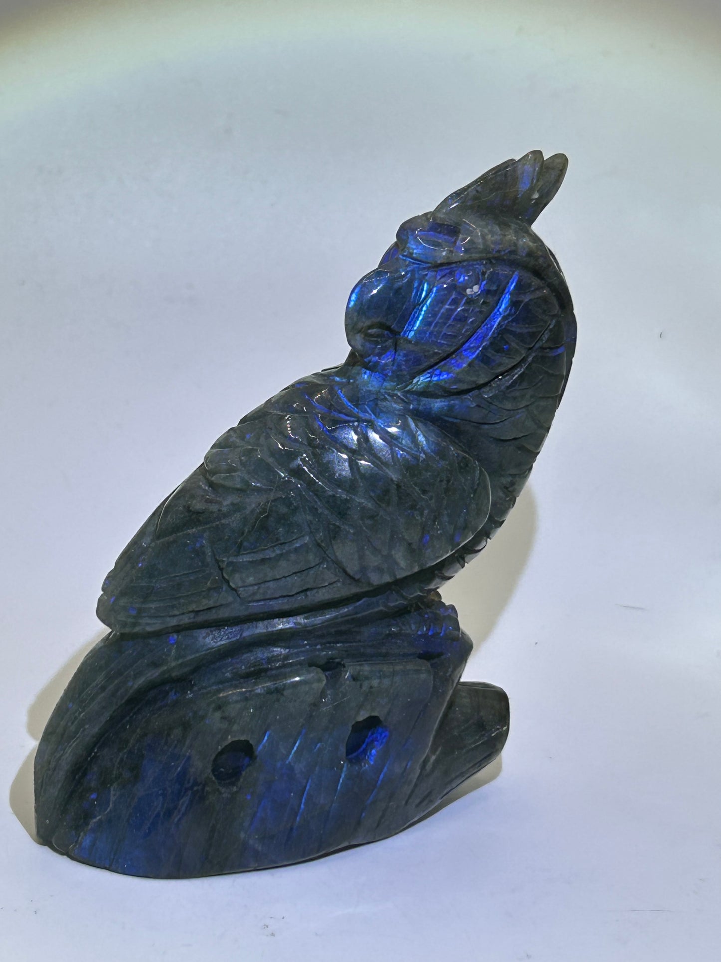 Parrot(s) - Labradorite