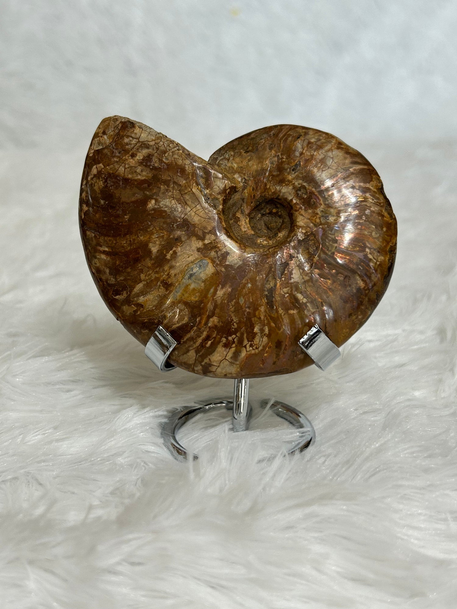 Ammonite Fossils