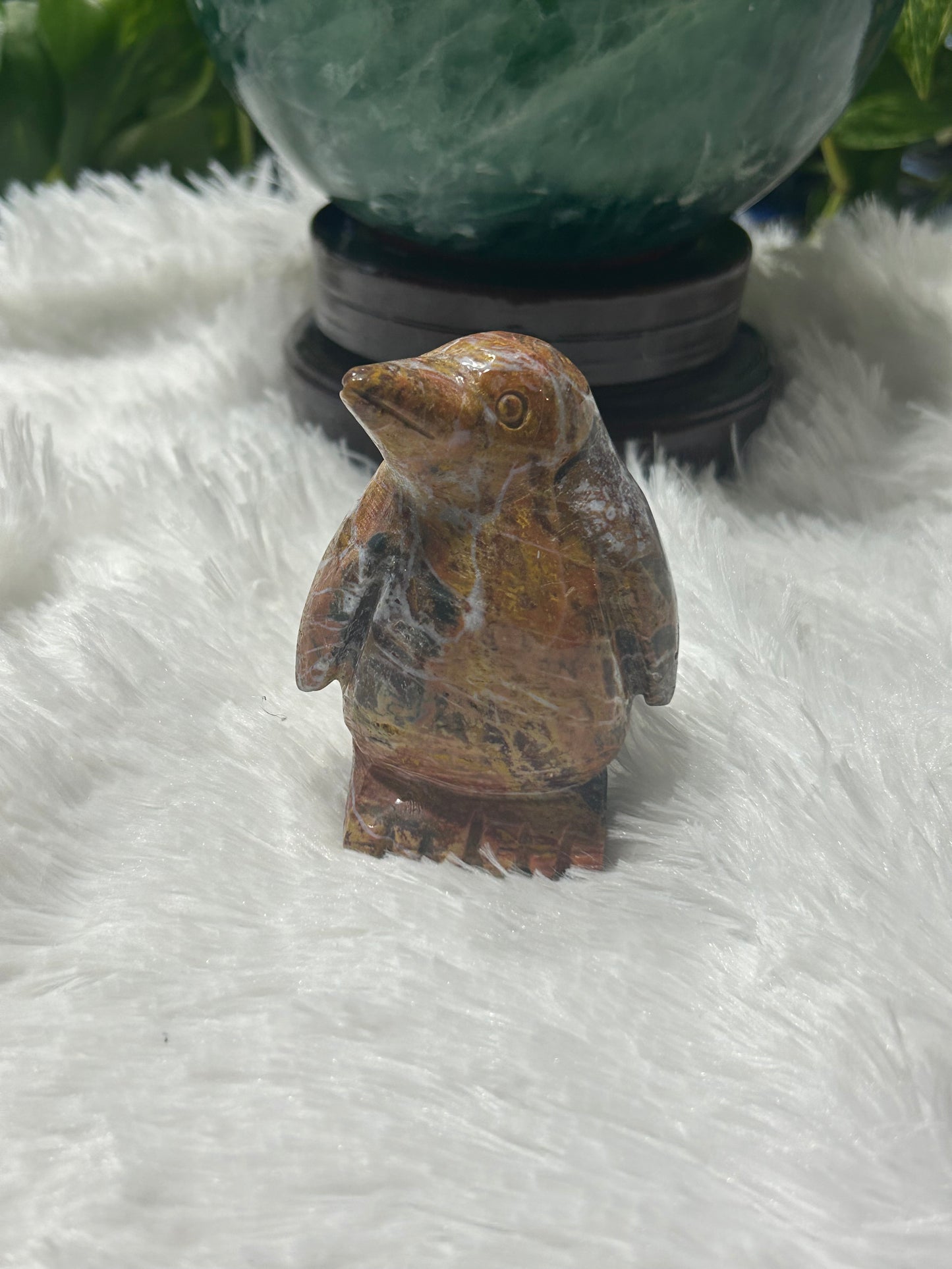 Penguin(s) - Picture Jasper